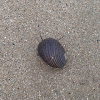 Lined Nerite Snail / Sea Snail