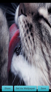 How to download Cat Licking Wallpaper 1.0 unlimited apk for bluestacks