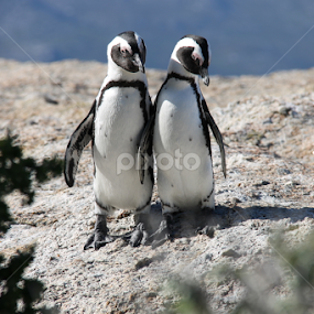 Penguin Duo by Lisa Steyn - Animals Birds