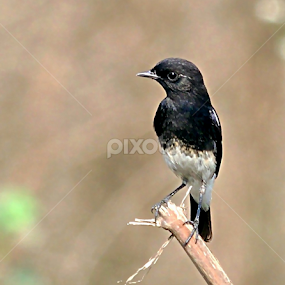 Pied Bush Chat (Saxicola caprata) by Anand Amembal - Animals Birds