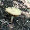 Armillaria Mushroom