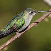 Magnificent Hummingbird (Colibrí, gorrión, colibrí magnífico). Fem.