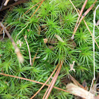 Common haircap moss