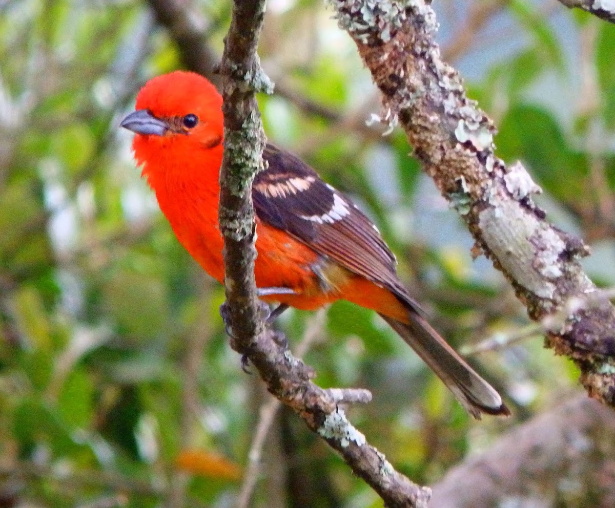 Flame-colored tanager (male)