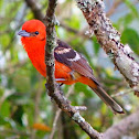 Flame-colored tanager (male)