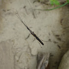 Long-jawed Orb Weaver