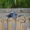 Feral Pigeon