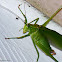 Fork-tailed katydid, male