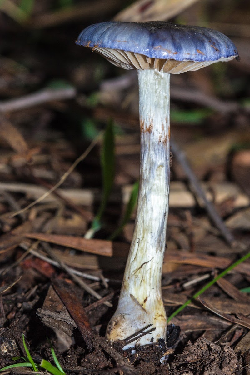 Cortinarius rotundisporus
