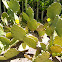 Indian Fig Opuntia