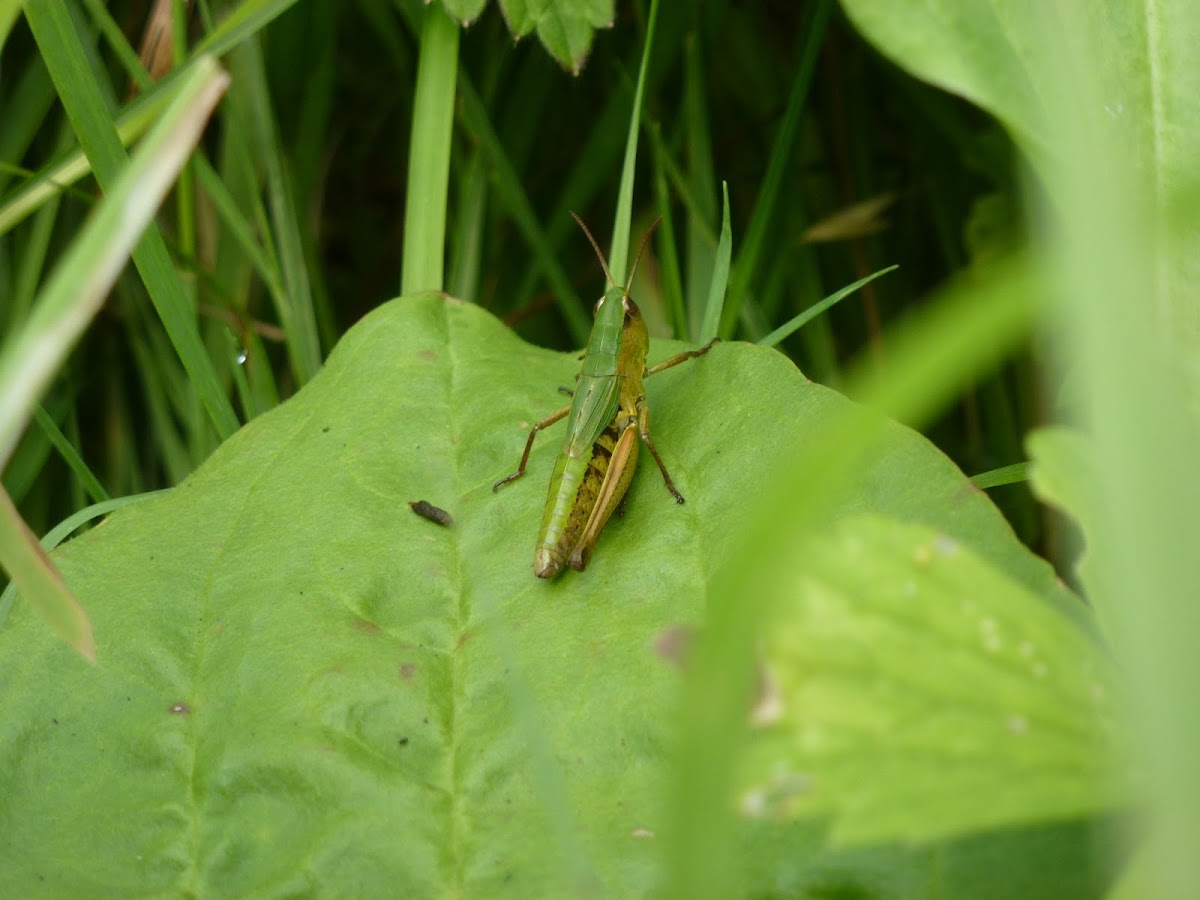 Meadow Grasshopper