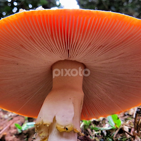 by Edson Leguth - Nature Up Close Mushrooms & Fungi