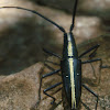 Escarabajo cuernos largos