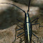 Escarabajo cuernos largos