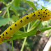 Four O'clock moth caterpillar