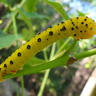 Four O'clock moth caterpillar