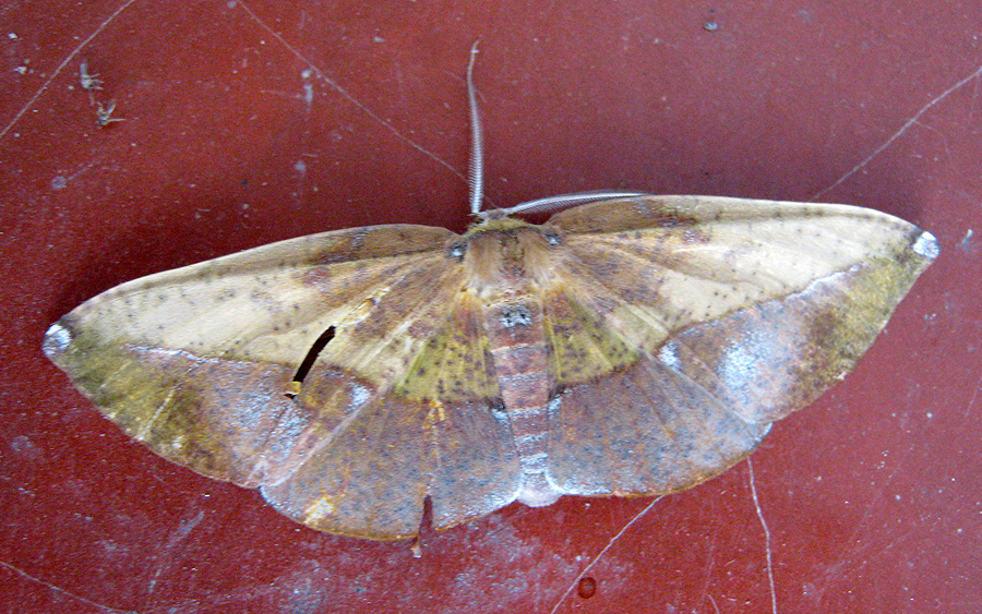 Dry Leaf-mimicry Moth