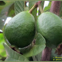 Bayabas, Guava