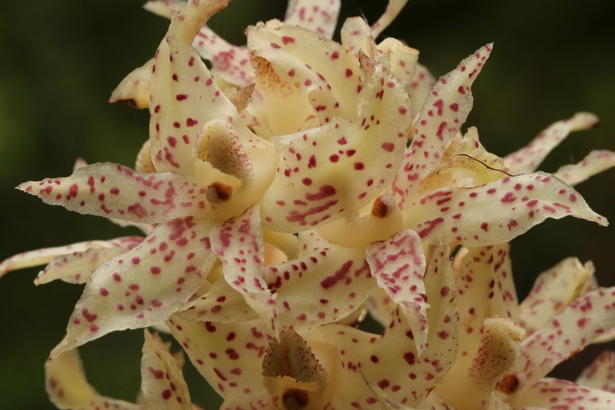 Xylobium orchid