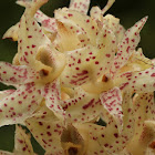 Xylobium orchid