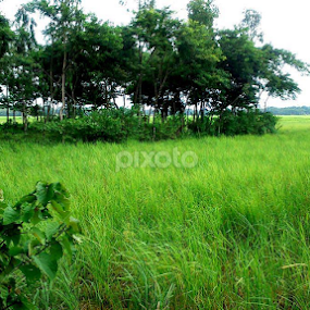 nature by Sayem Arif - Nature Up Close Trees & Bushes