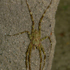 lichen (huntsman) spider