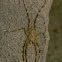 lichen (huntsman) spider