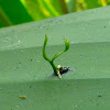 Seedling germinating from a Bird Dropping