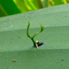 Seedling germinating from a Bird Dropping