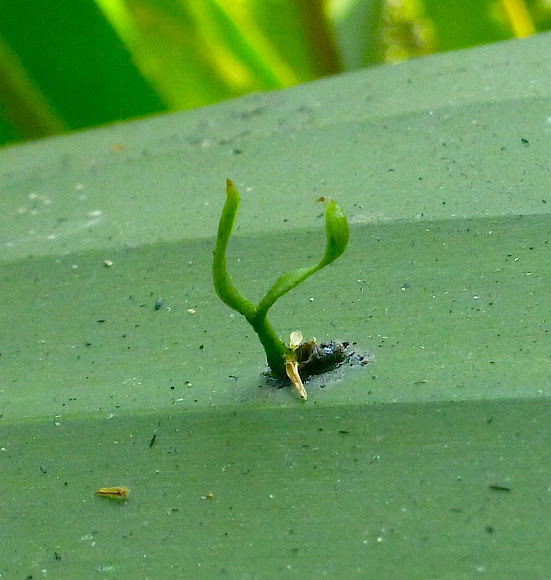 Seedling germinating from a Bird Dropping Project Noah