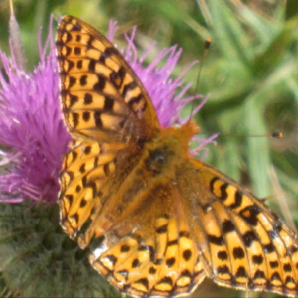 Native Butterflies of the SF Bay Area | Project Noah