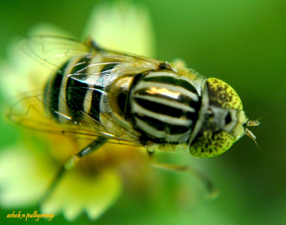Striped Hoverfly