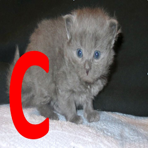 NinjaCat Security Camera 1.1