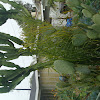 Engelmann's Prickly Pear Cactus 