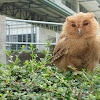 Philippine scops owl (juvenile)