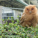 Philippine scops owl (juvenile)