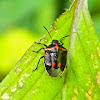 Black-and-Red Stink Bug