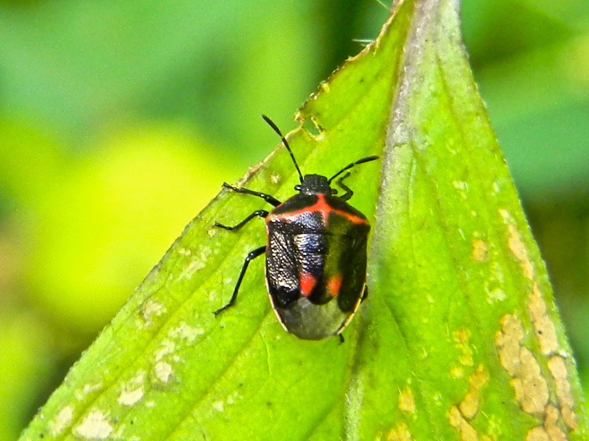 Black-and-Red Stink Bug