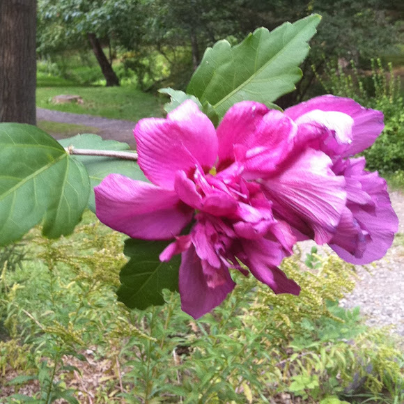 Althea Rose Of Sharon Tree Form Project Noah