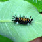 Milkweed Tussock Caterpillar
