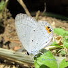 Indian cupid butterfly