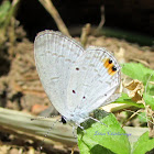 Indian cupid butterfly