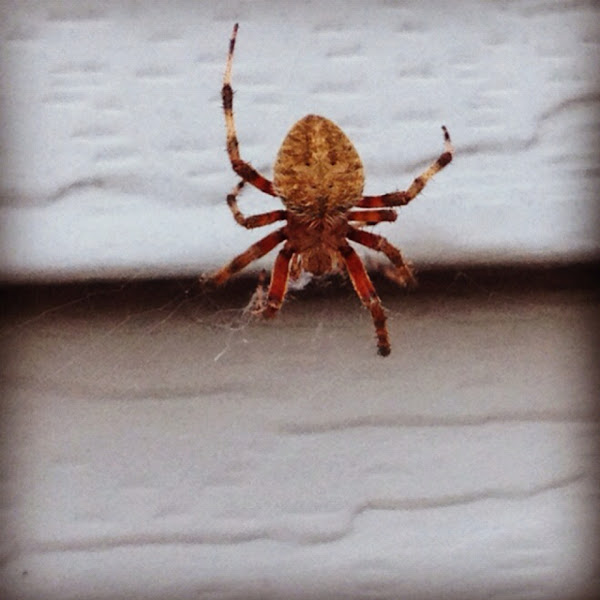 Spotted Orb Weaver Project Noah