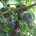 Damson plum