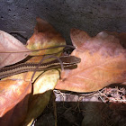 culebra de cola larga / long-tailed snake