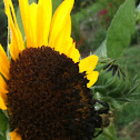 Sunflower & friend