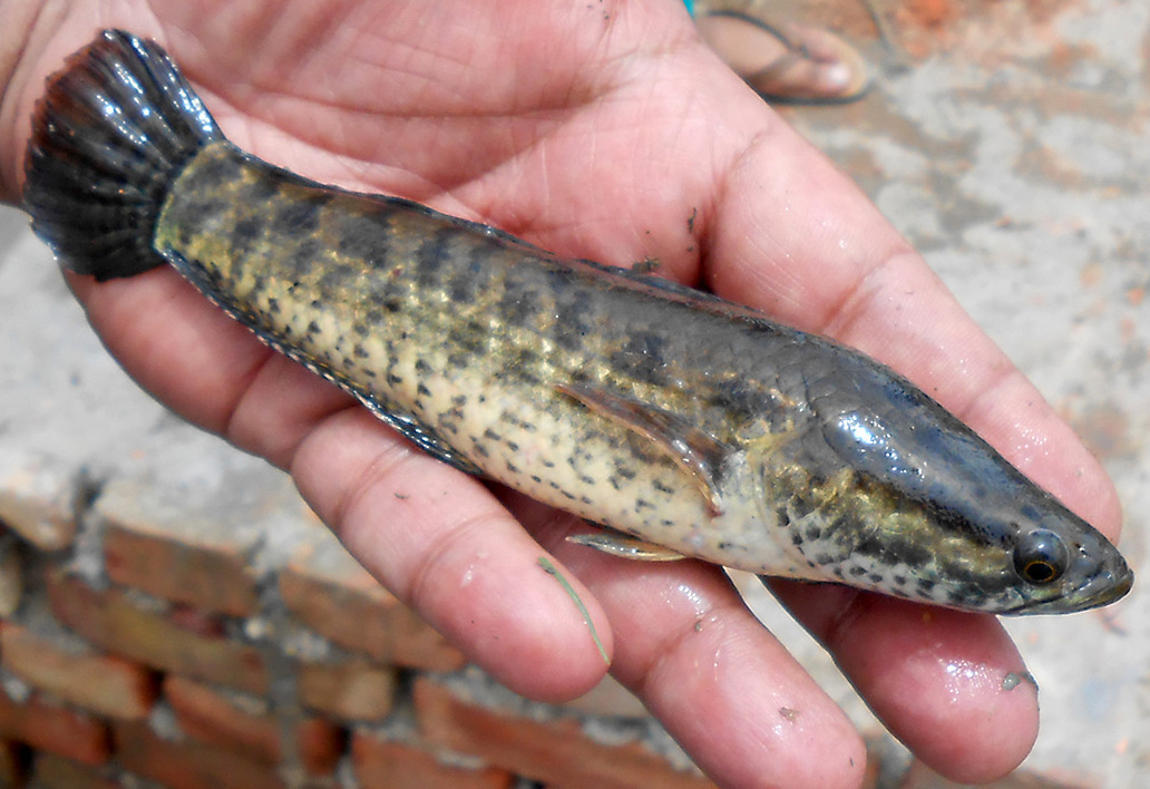 Spotted Snakehead