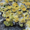 common orange lichen, yellow scale, maritime sunburst lichen and shore lichen