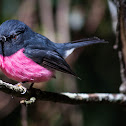 Pink Robin (male)