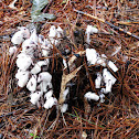 Ghost Plant, or Indian Pipe